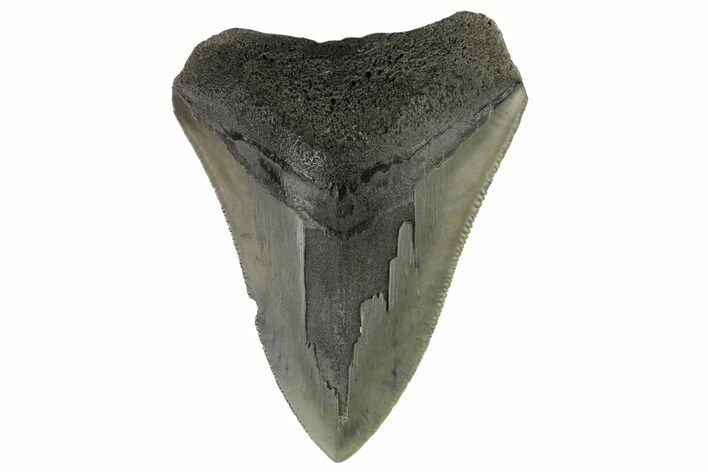 Bargain, Fossil Megalodon Tooth - Serrated Blade #172173